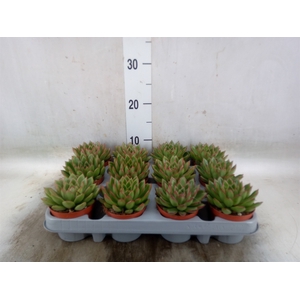 Echeveria agavoides