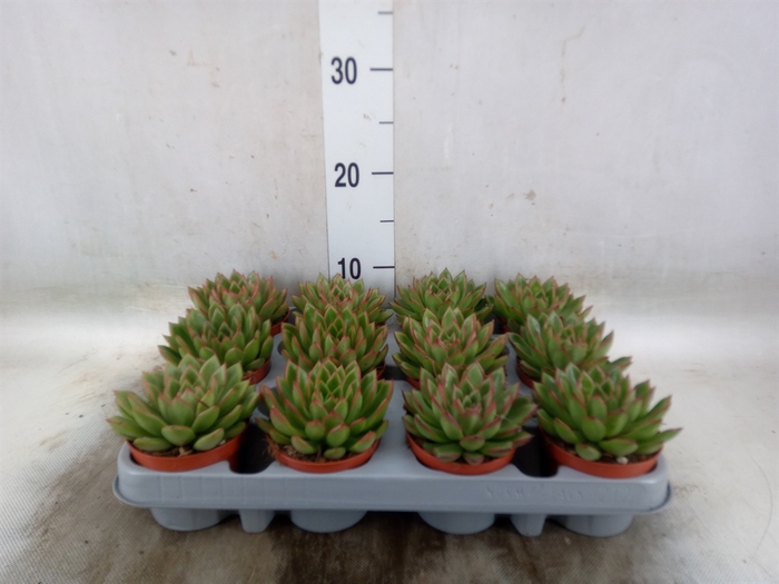 <h4>Echeveria agavoides</h4>