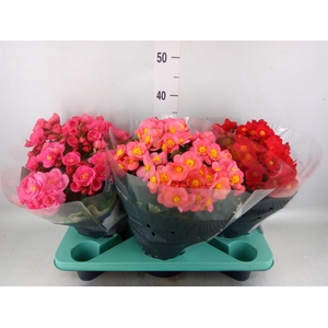 Begonia elat. HL 'Belove' ...mix