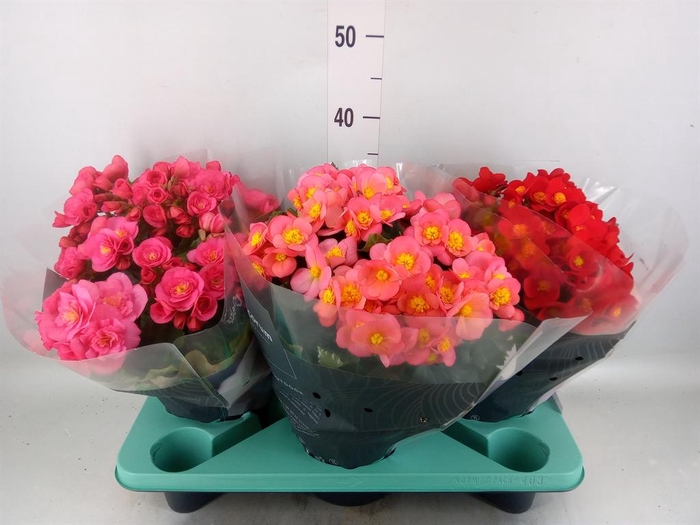 <h4>Begonia elat. HL 'Belove'   ...mix</h4>