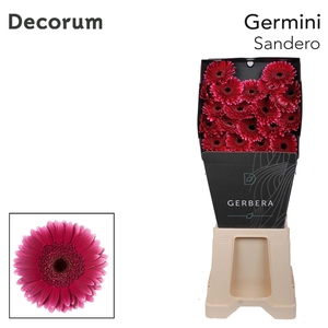 Germini Sandero Diamond