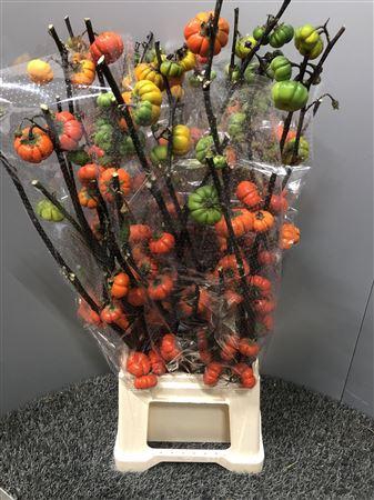 <h4>Capsicum Tomaat Egypte</h4>