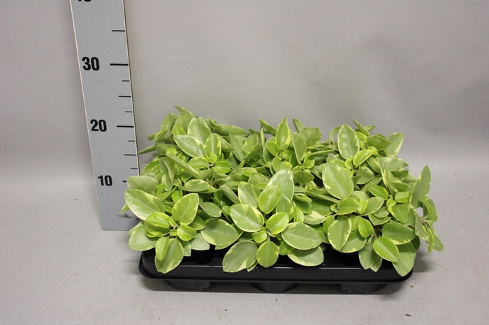 <h4>Indoor Peperomia 2</h4>