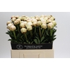 Paeonia Odile