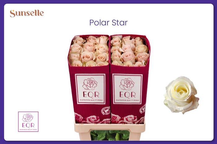 <h4>R GR POLARSTAR</h4>