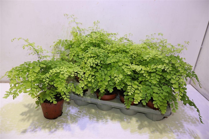 <h4>arr8 Adian Rad Fragrans</h4>
