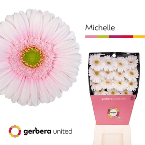 Gerbera Michelle Diamond per kaart