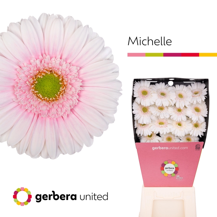 <h4>Gerbera Michelle Diamond per kaart</h4>