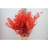 Ruscus Preserved Rood