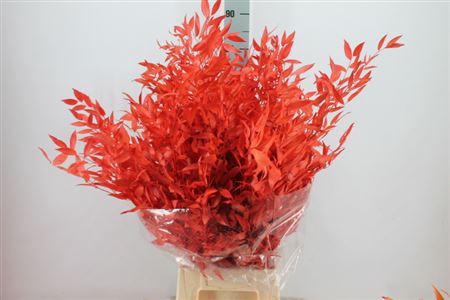 Ruscus Preserved Rood
