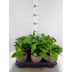 Coffea arabica