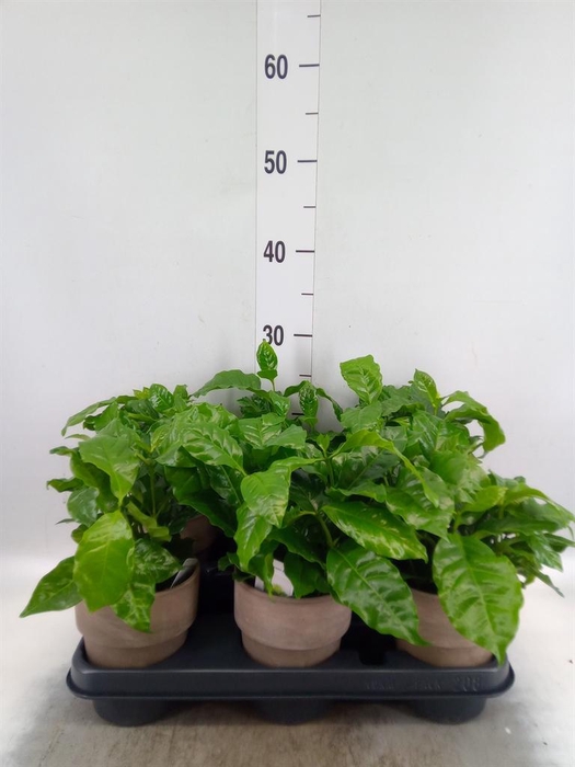<h4>Coffea arabica</h4>
