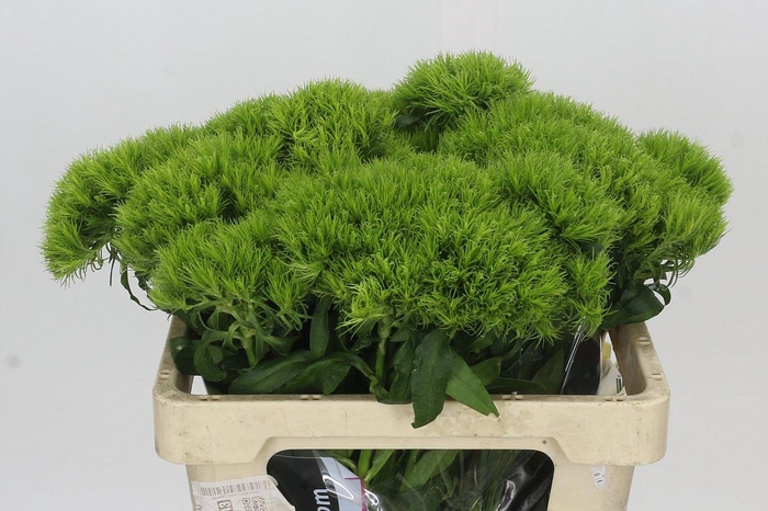 Dianthus Br Kiwi Mellow