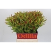 Leucadendron Ayoba Cherry Pearl Spray