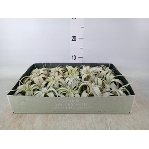 Tillandsia xerographica