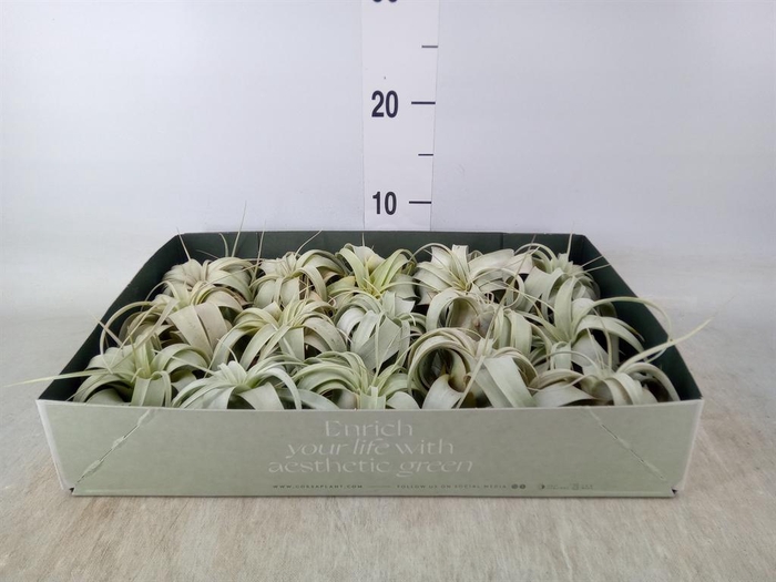 <h4>Tillandsia xerographica</h4>