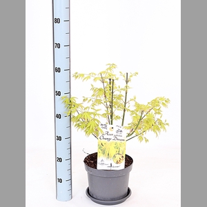 ACER PA ORANGE DREAM