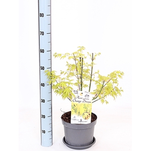 ACER PA ORANGE DREAM