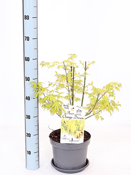 <h4>ACER PA ORANGE DREAM</h4>