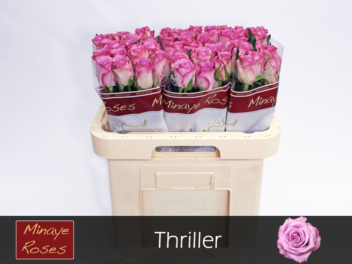 <h4>R GR THRILLER</h4>