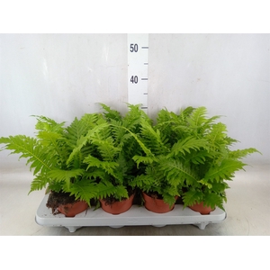 Blechnum gibbum 'Silver Lady'