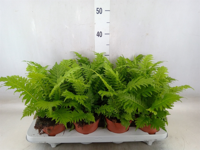 <h4>Blechnum gibbum 'Silver Lady'</h4>