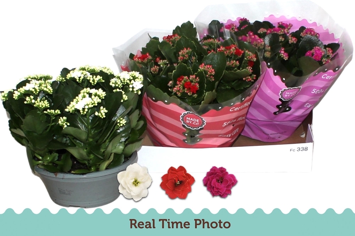 <h4>KAL GE GEM 3 KL</h4>