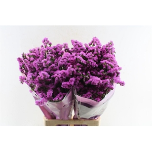 Lim S Rosa Sun Birds