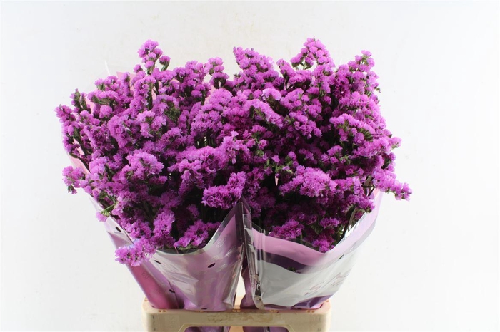 <h4>Lim S Rosa Sun Birds</h4>