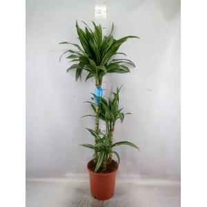 Dracaena fr de 'Ulises'