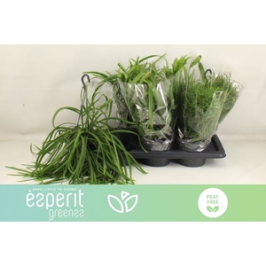 Rhipsalis burchellii mixed (Cites) 17Ø 25cm