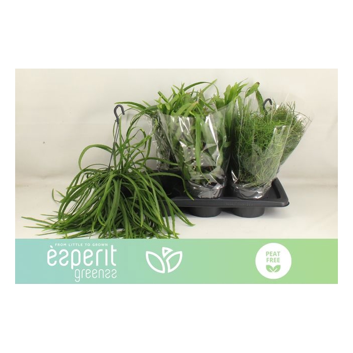 <h4>Rhipsalis burchellii mixed (Cites) 17Ø 25cm</h4>