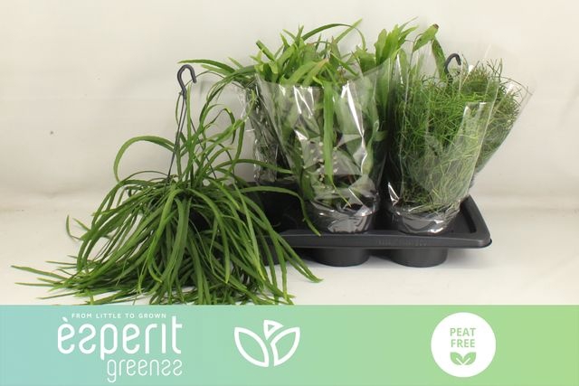 Rhipsalis burchellii mixed (Cites) 17Ø 25cm