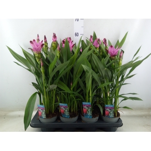 Curcuma alism. 'Siam Splash'