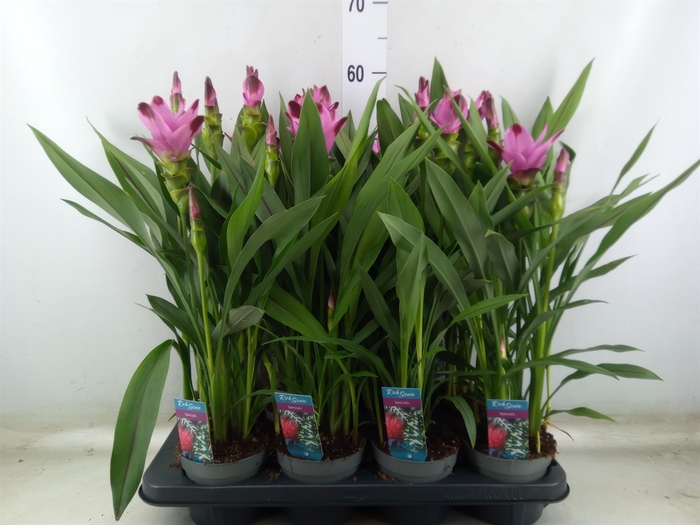 <h4>Curcuma alism. 'Siam Splash'</h4>