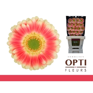 Germini Tompouce Diamond