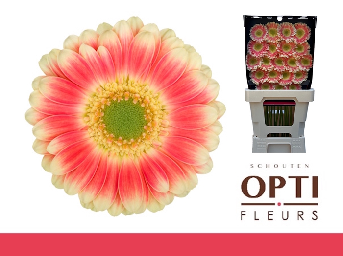 <h4>Germini Tompouce Diamond</h4>