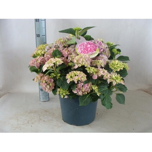 Hydrangea mac.   ...