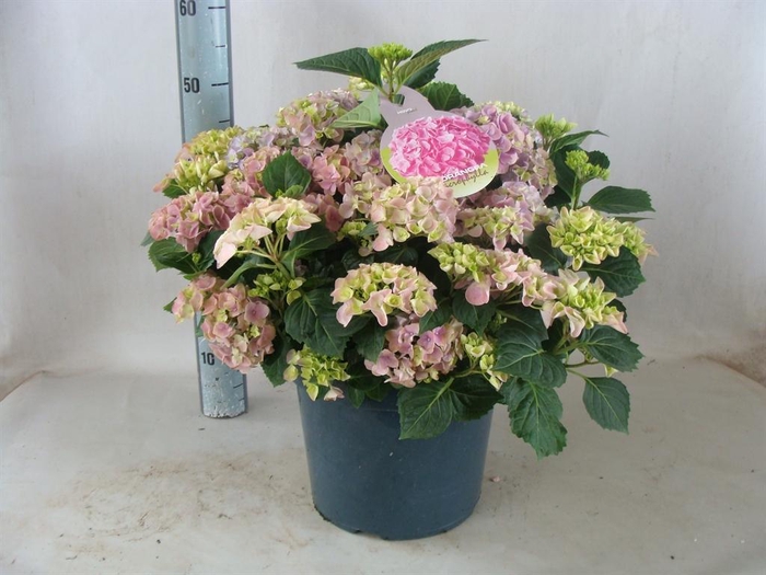 <h4>Hydrangea mac.   ...</h4>
