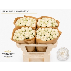 Rosa spray miss bombastic