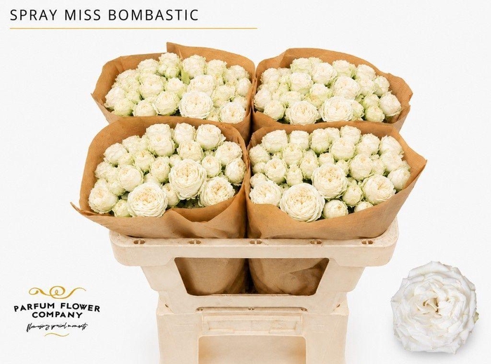 <h4>Rosa spray miss bombastic</h4>