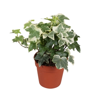 Hedera helix Tonny*