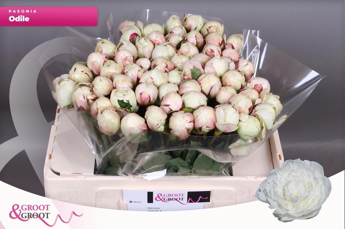 <h4>PAEO L ODILE</h4>