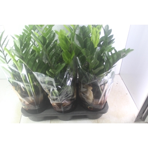 ZAMIOCULCAS P17