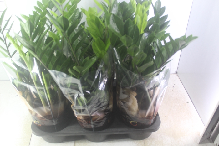 <h4>ZAMIOCULCAS P17</h4>
