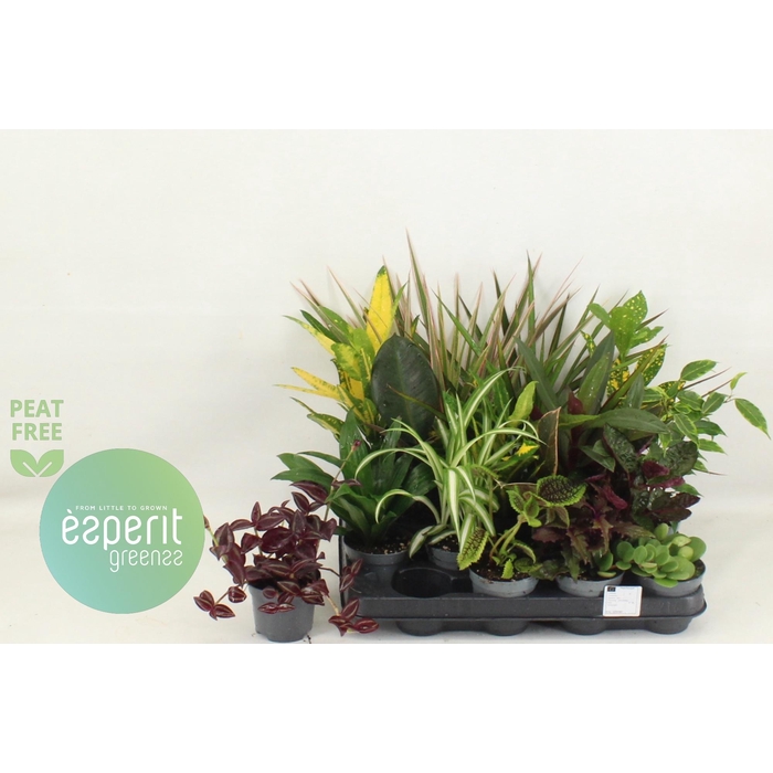 <h4>Plant mixed 8,5Ø 10cm</h4>