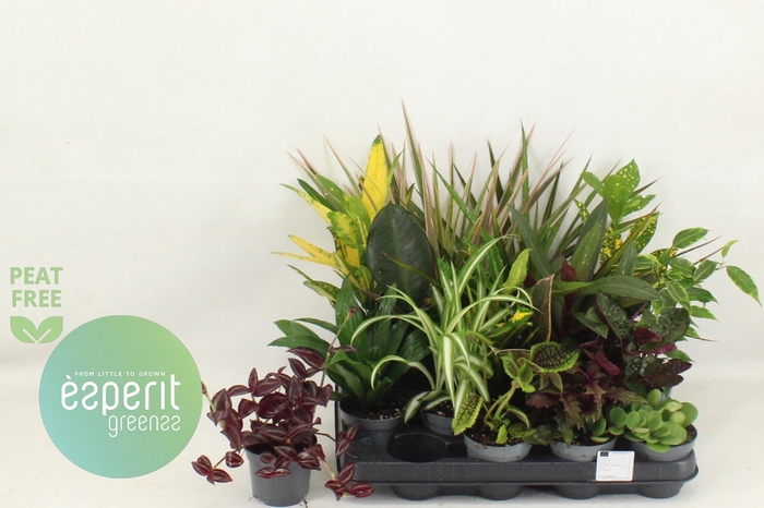 Plant mixed 8,5Ø 10cm