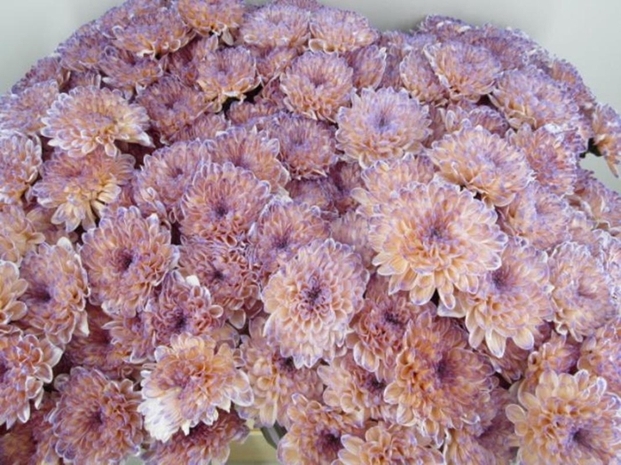 <h4>Chr T Altaj Bonaire</h4>