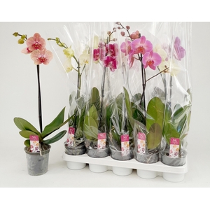 PHAL GEM