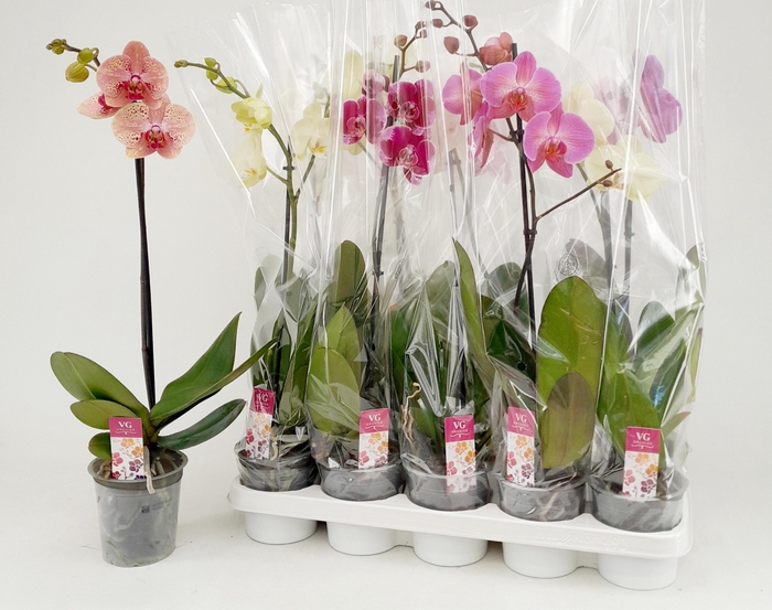 <h4>PHAL GEM</h4>